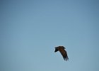 Monniksgier (cinereous vulture) Aegypius monachus - Gerkamp bij Gurvanbulag 12-08-2016 (1)